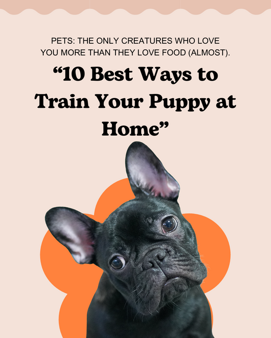 10 Best Ways to Train Your Puppy at Home