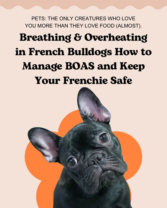 Breathing & Overheatingin French Bulldogs - How to Manage BOAS and Keep Your Frenchie Safe